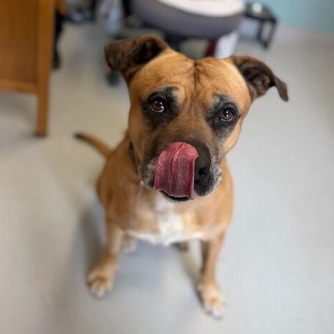 Diesel, a Adoptable mixed breed in Driggs, ID image 3/6