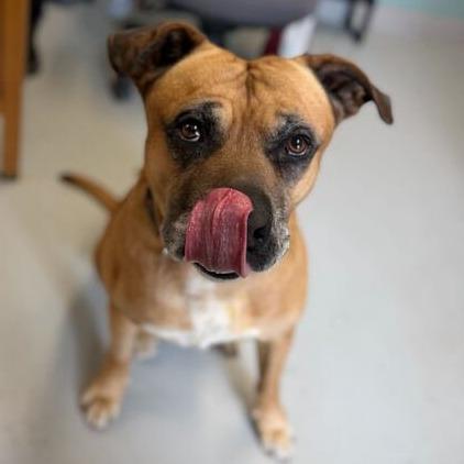 Diesel, a Adoptable mixed breed in Driggs, ID image 2/6