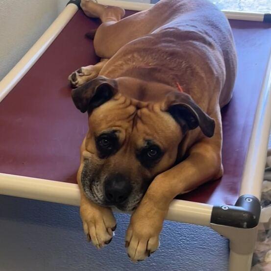 Enlarge Diesel, a Adoptable mixed breed in Driggs, ID image 2/3