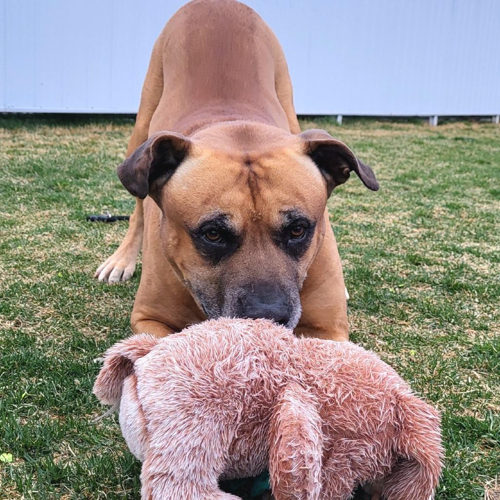 Enlarge Diesel, a Adoptable mixed breed in Driggs, ID image 3/3