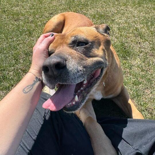 Diesel, a Adoptable mixed breed in Driggs, ID image 5/6