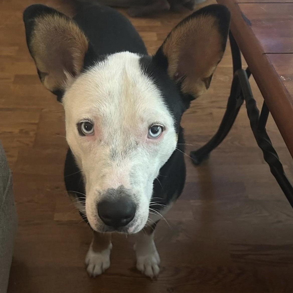 Altuve, adopted, Puppy Male Corgi & American Staffordshire Terrier.