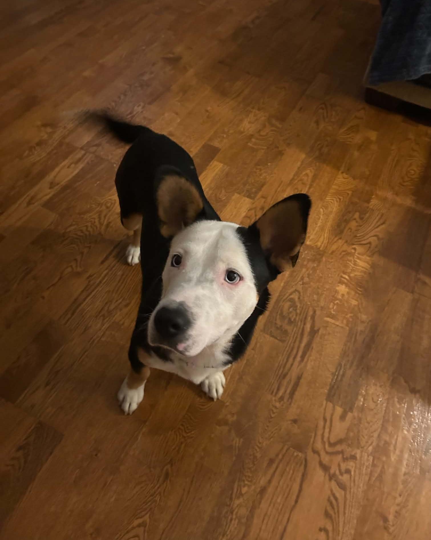 Enlarge Altuve, an adopted mixed breed in Rocky Hill, CT image 5/6