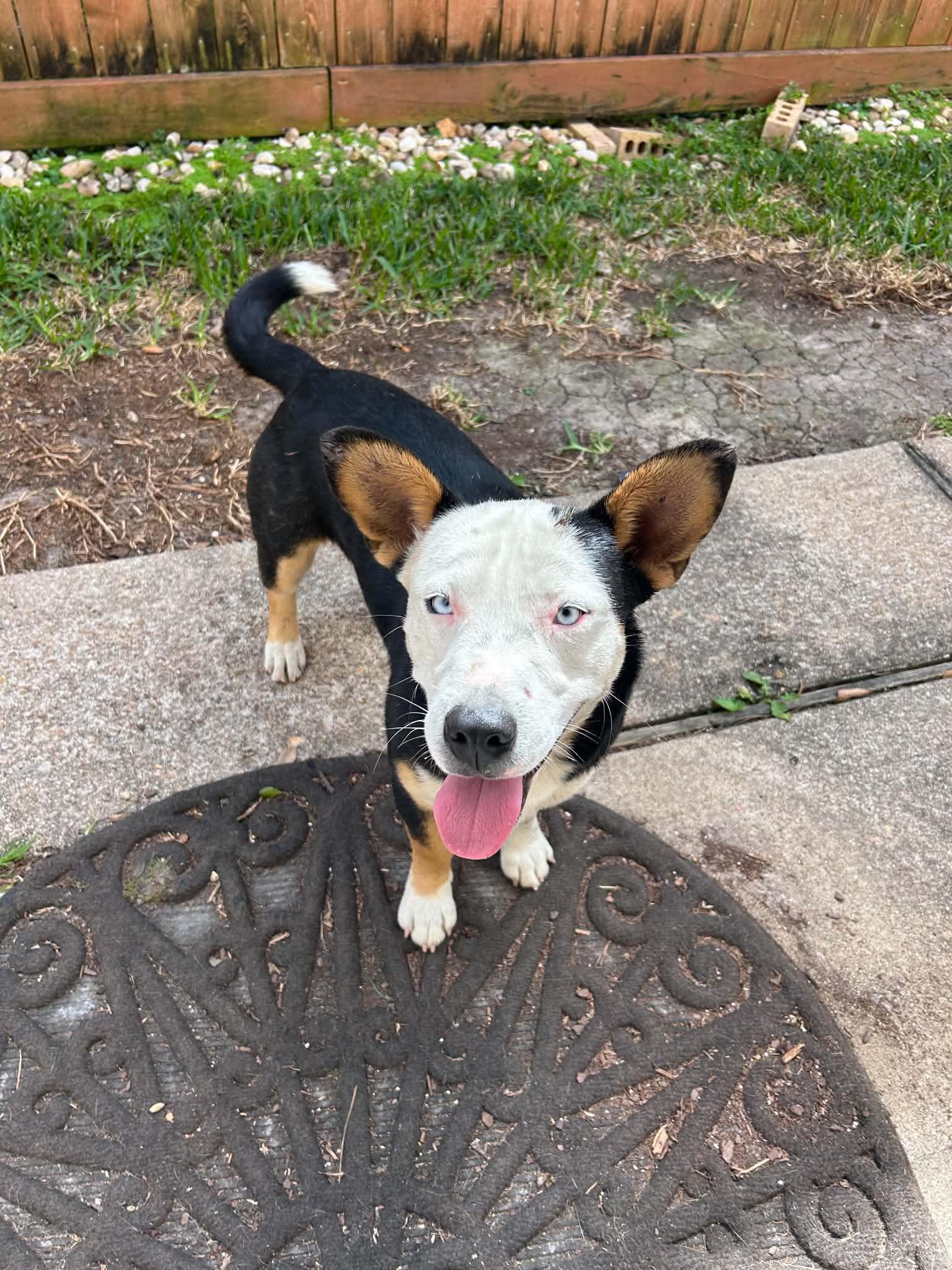 Enlarge Altuve, an adopted mixed breed in Rocky Hill, CT image 3/6