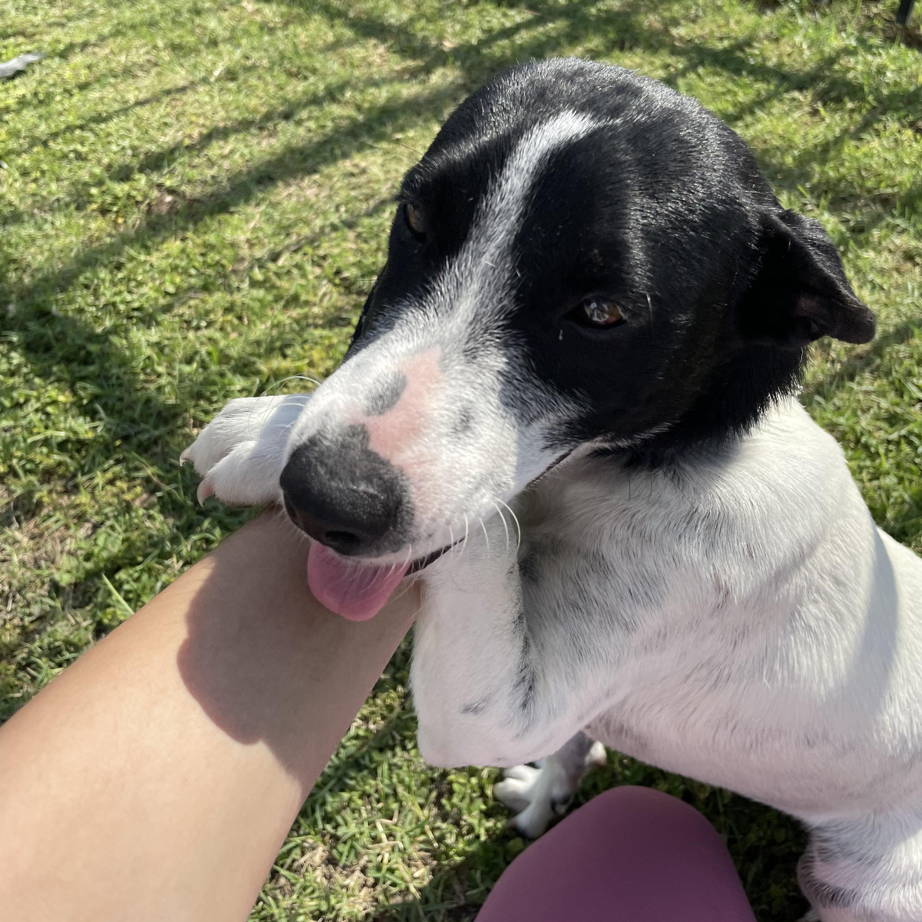 Milly, an adoptable Australian Cattle Dog / Blue Heeler in Eau Claire, WI, 54703 | Photo Image 3