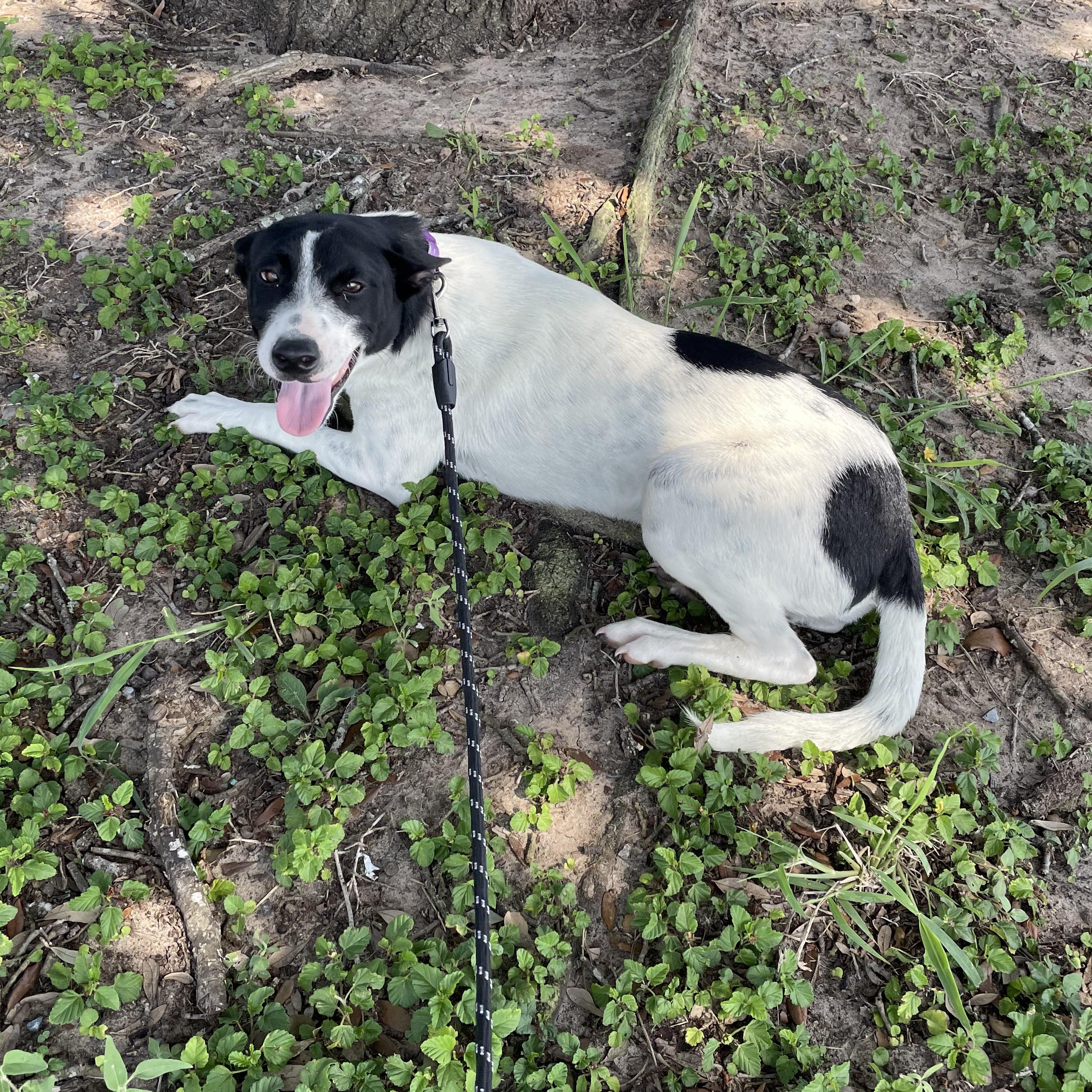 Milly, an adoptable Australian Cattle Dog / Blue Heeler in Eau Claire, WI, 54703 | Photo Image 2