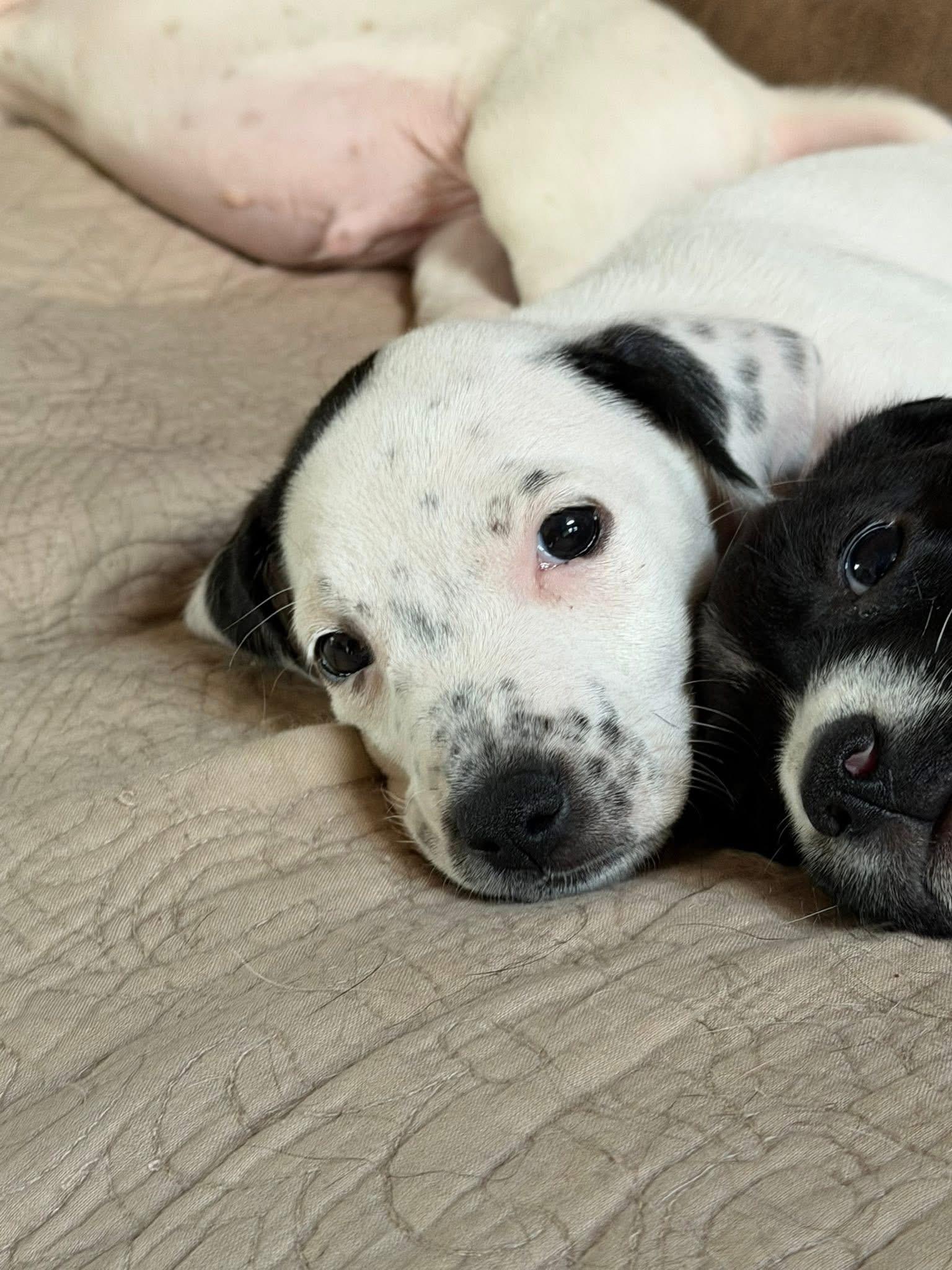 Enlarge Asher, a ADOPTABLE mixed breed in Hatfield, PA image 3/5