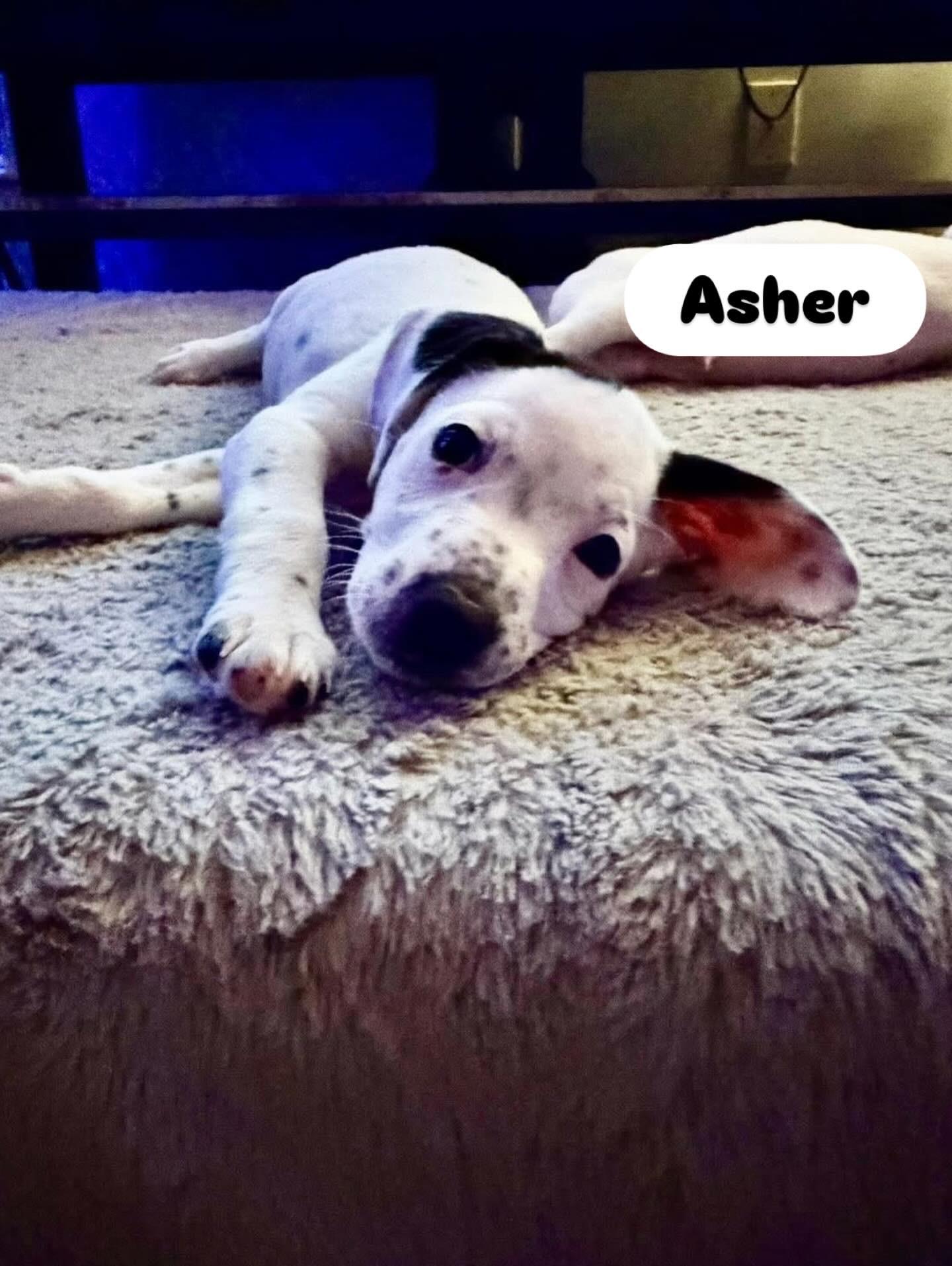 Asher, ADOPTABLE, Puppy Male Labrador Retriever & Beagle.
