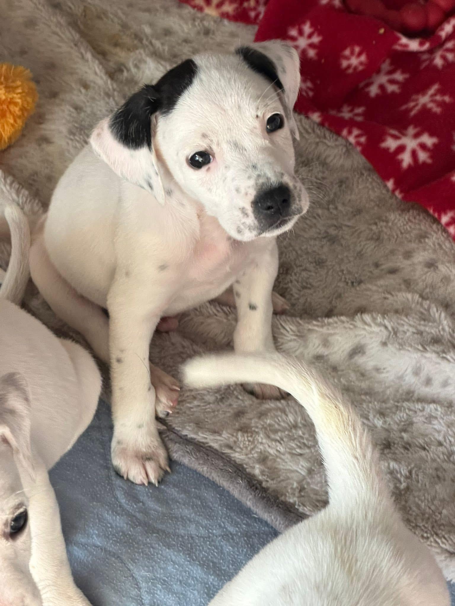 Enlarge Asher, a ADOPTABLE mixed breed in Hatfield, PA image 5/5