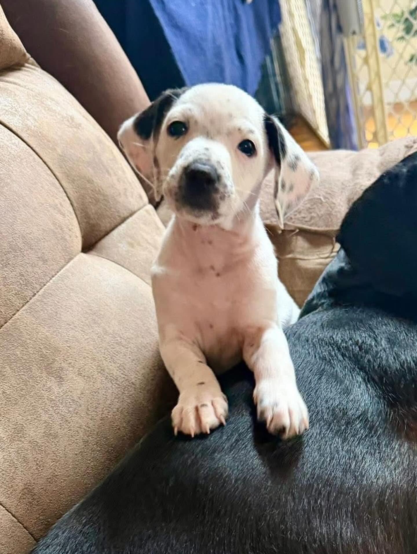 Enlarge Asher, a ADOPTABLE mixed breed in Hatfield, PA image 2/5