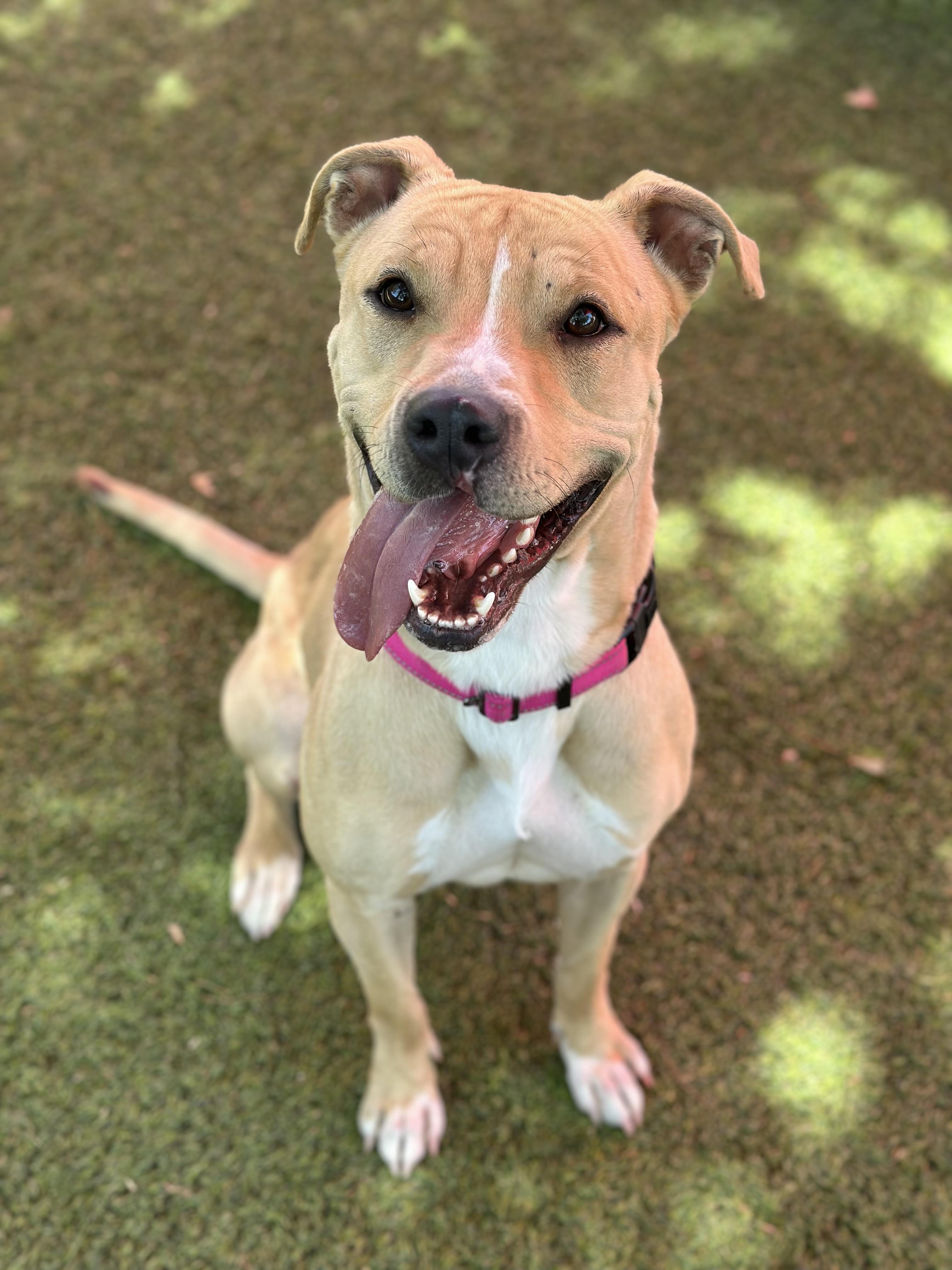 Carley, Adult Female American Staffordshire Terrier