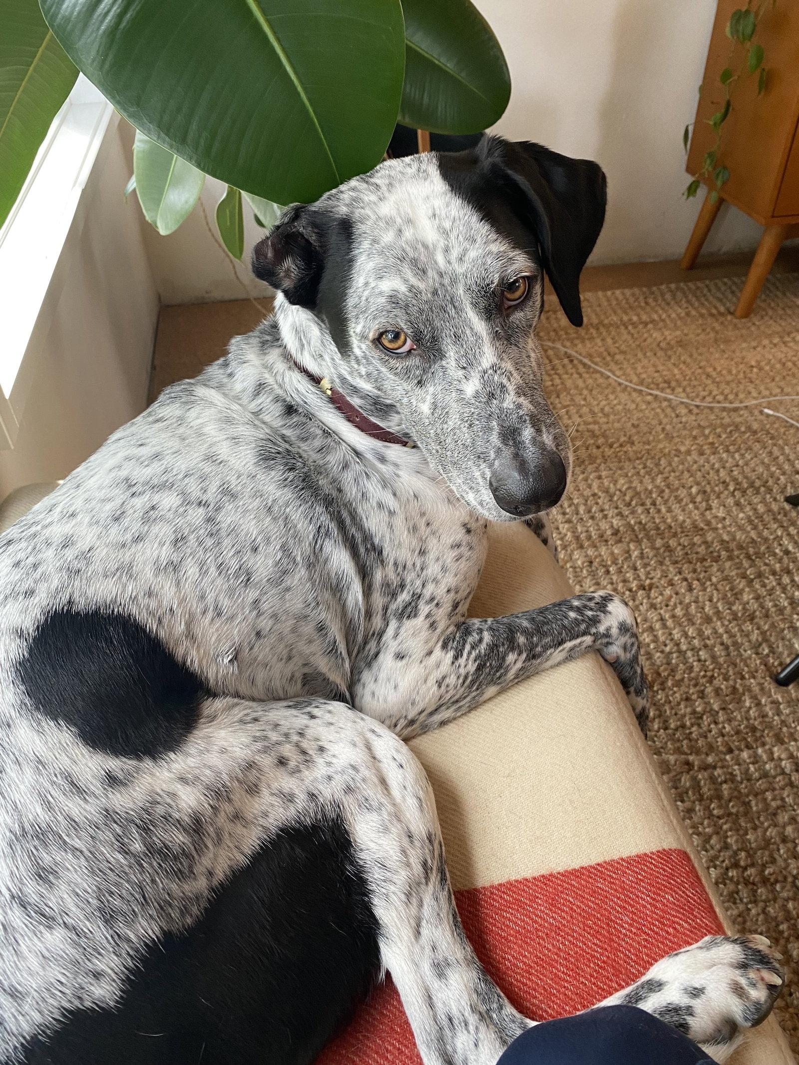 Kahlo, a Adoptable Catahoula Leopard Dog in St. Helens, OR image 1/3