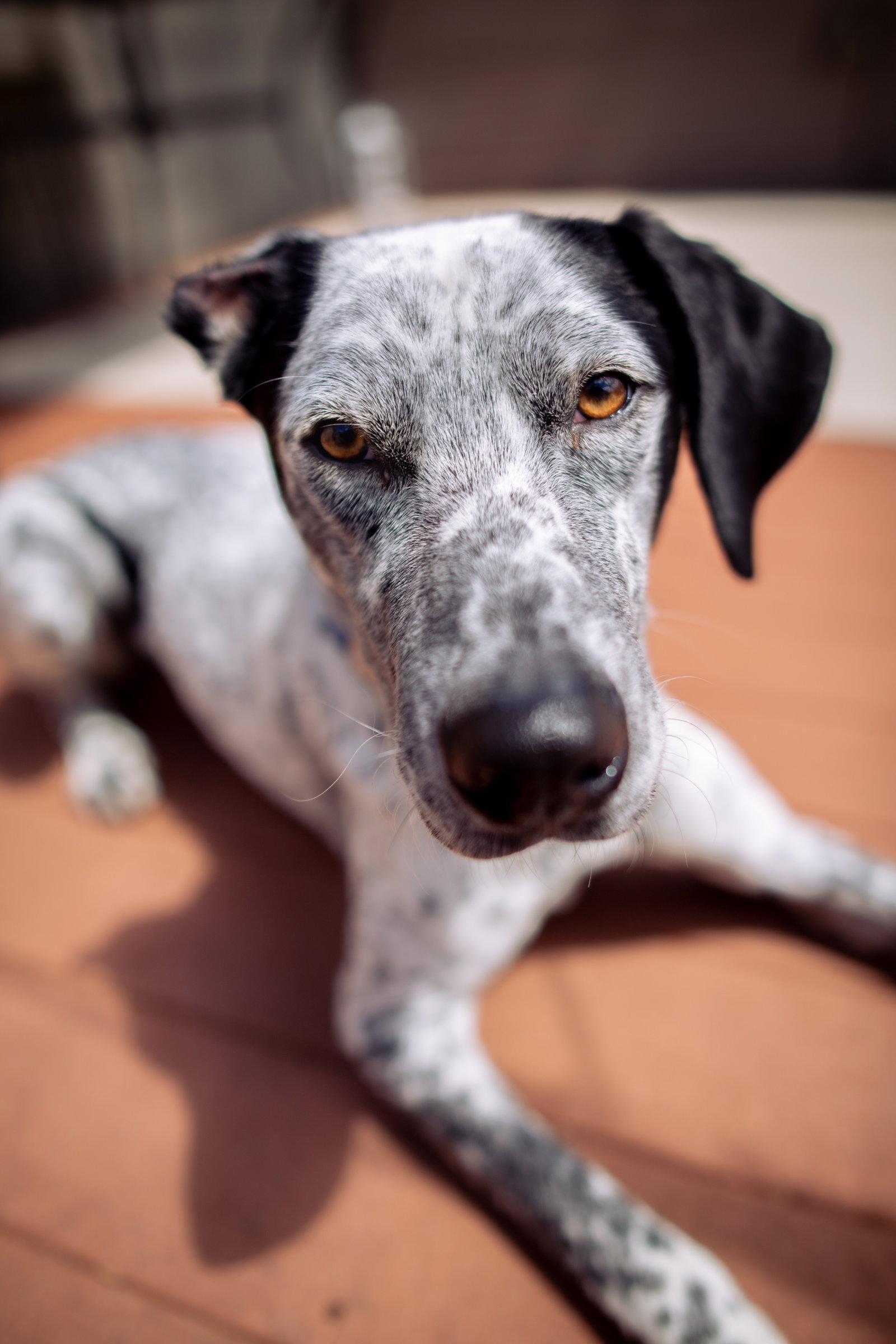Kahlo, a Adoptable Catahoula Leopard Dog in St. Helens, OR image 2/3