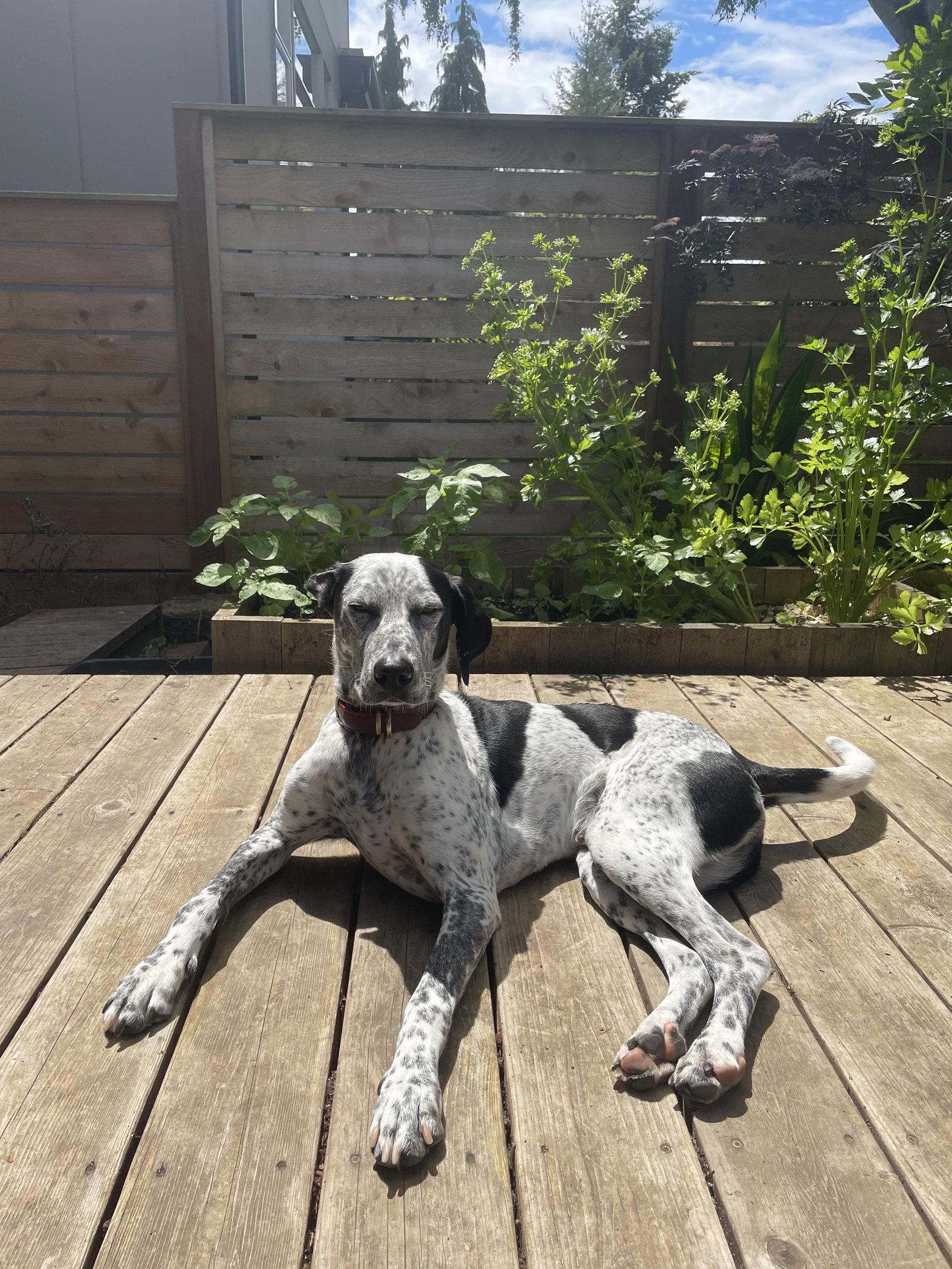 Kahlo, a Adoptable Catahoula Leopard Dog in St. Helens, OR image 3/3