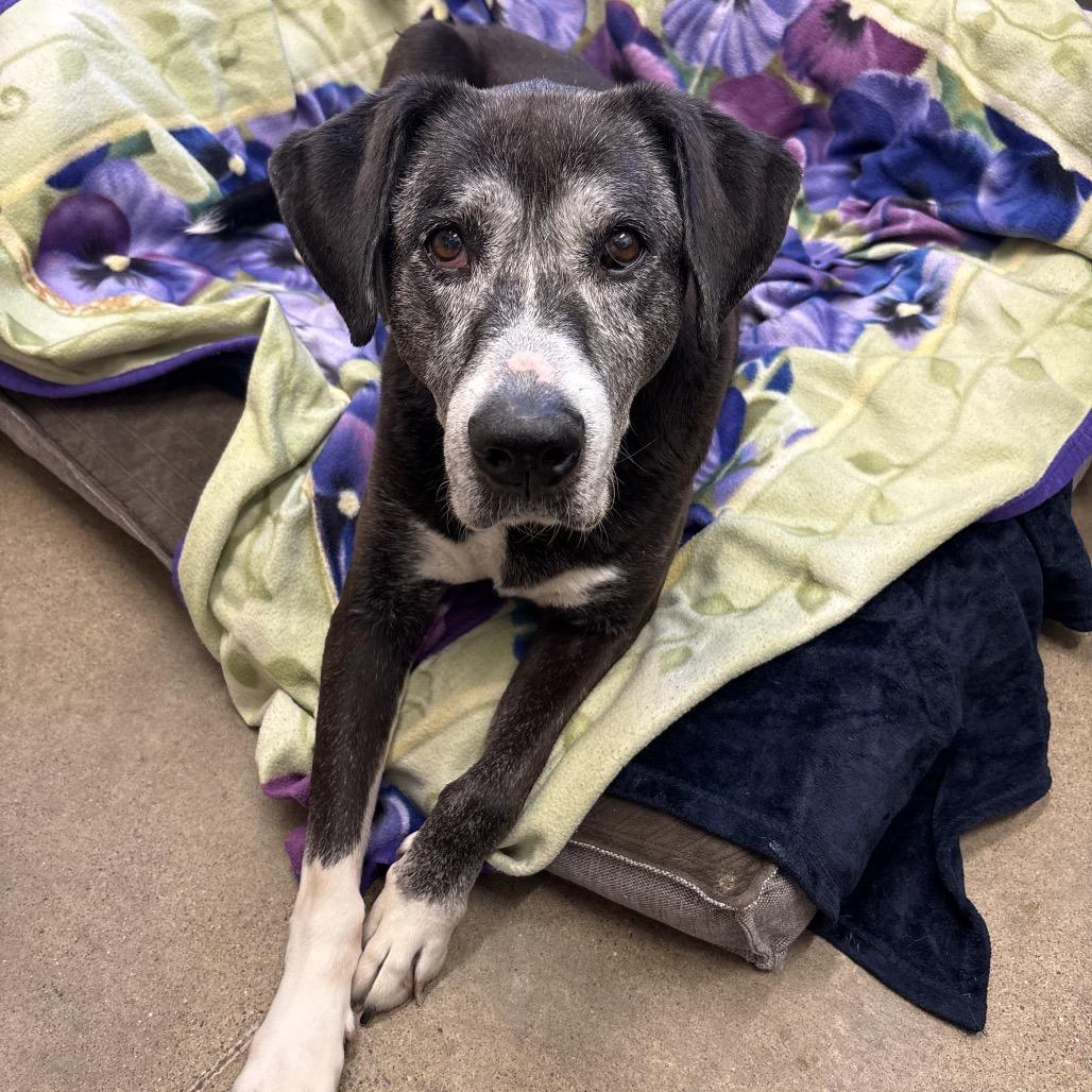 Sage, Adoptable, Senior Female Black Labrador Retriever.