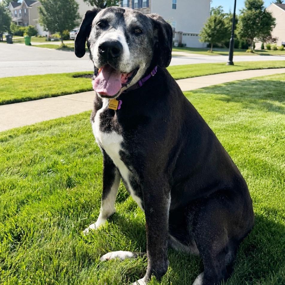 Sage, a Adoptable Black Labrador Retriever in Avon, OH image 2/6