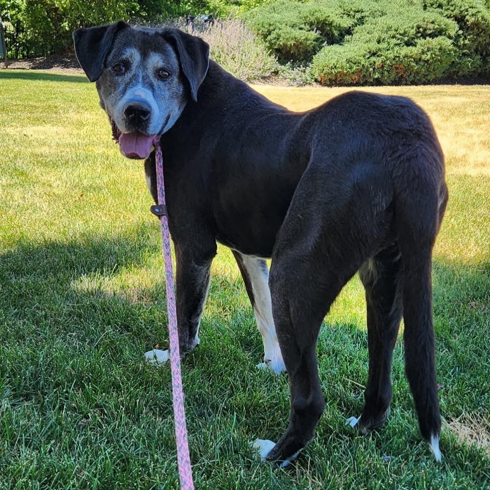 Sage, a Adoptable Black Labrador Retriever in Avon, OH image 5/6
