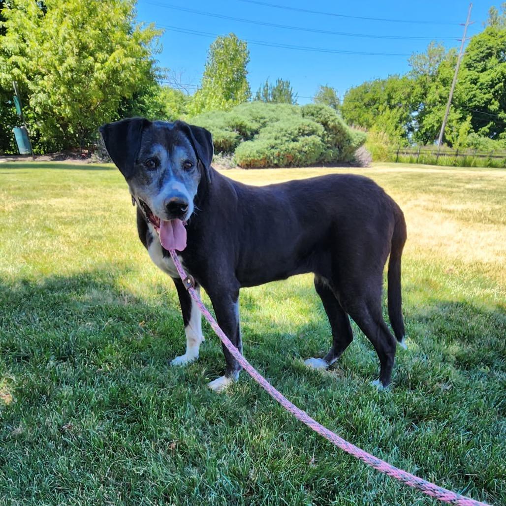 Sage, a Adoptable Black Labrador Retriever in Avon, OH image 6/6