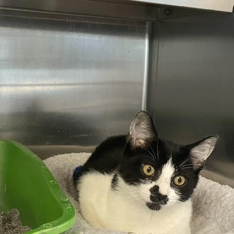 Benji, a ADOPTABLE Domestic Short Hair in Attleboro, MA image 2/2