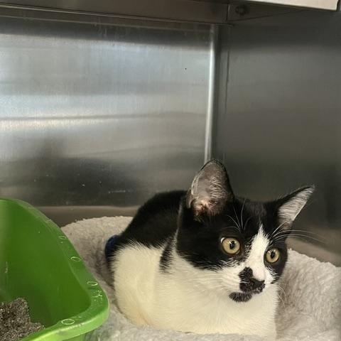 Benji, a ADOPTABLE Domestic Short Hair in Attleboro, MA image 1/2