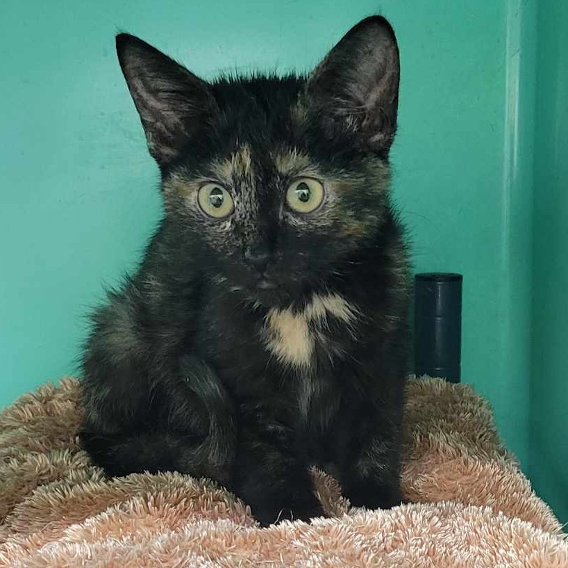 Cat for adoption ANDIE FFPR, a Domestic Short Hair in Walnut Creek