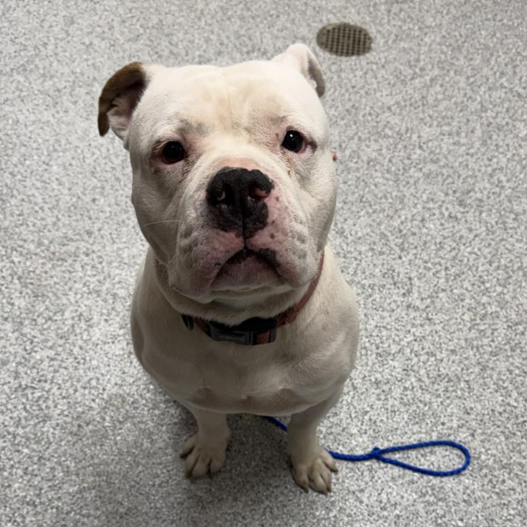 Enlarge Skeeter, a Adoptable American Bulldog in Grand Rapids, MI image 1/2