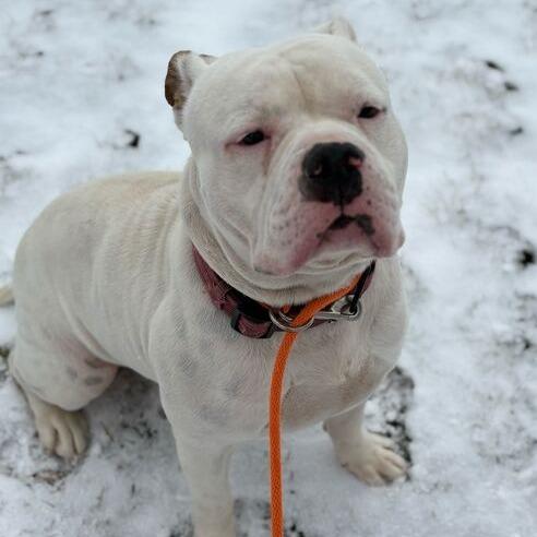 Enlarge Skeeter, a Adoptable American Bulldog in Grand Rapids, MI image 2/2