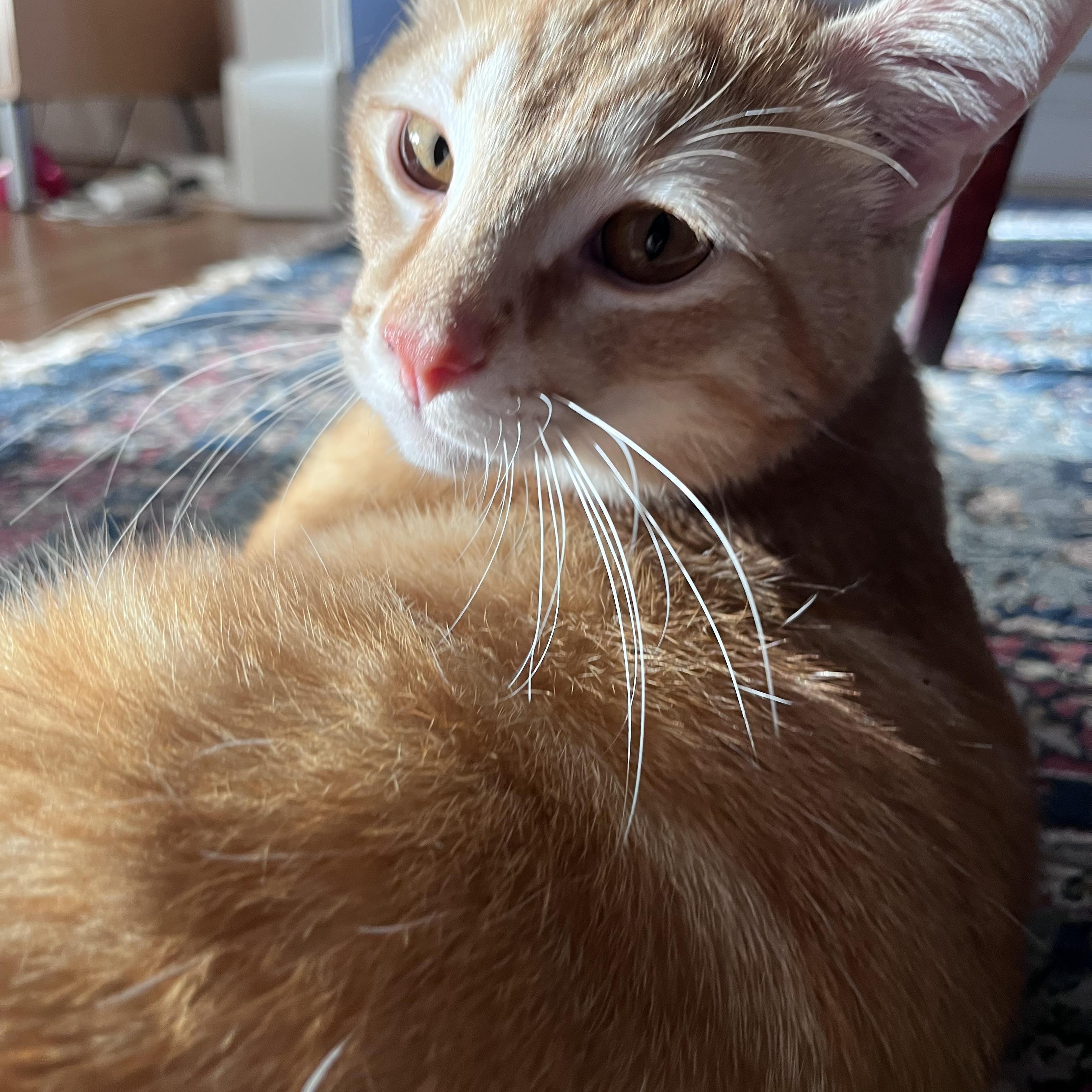 BINGO, an adopted Tabby in Independence, OH image 4/5