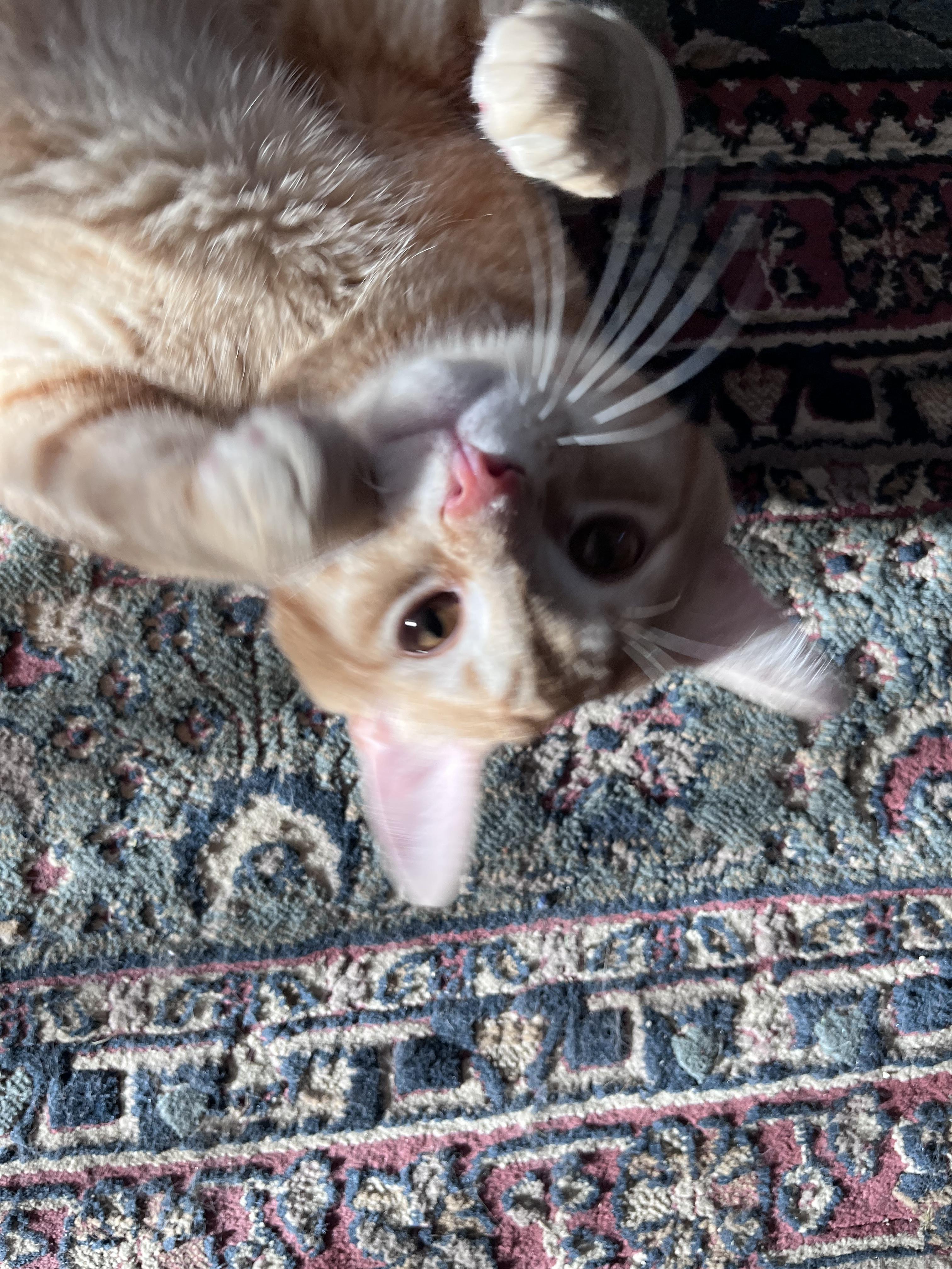 BINGO, an adopted Tabby in Independence, OH image 5/5
