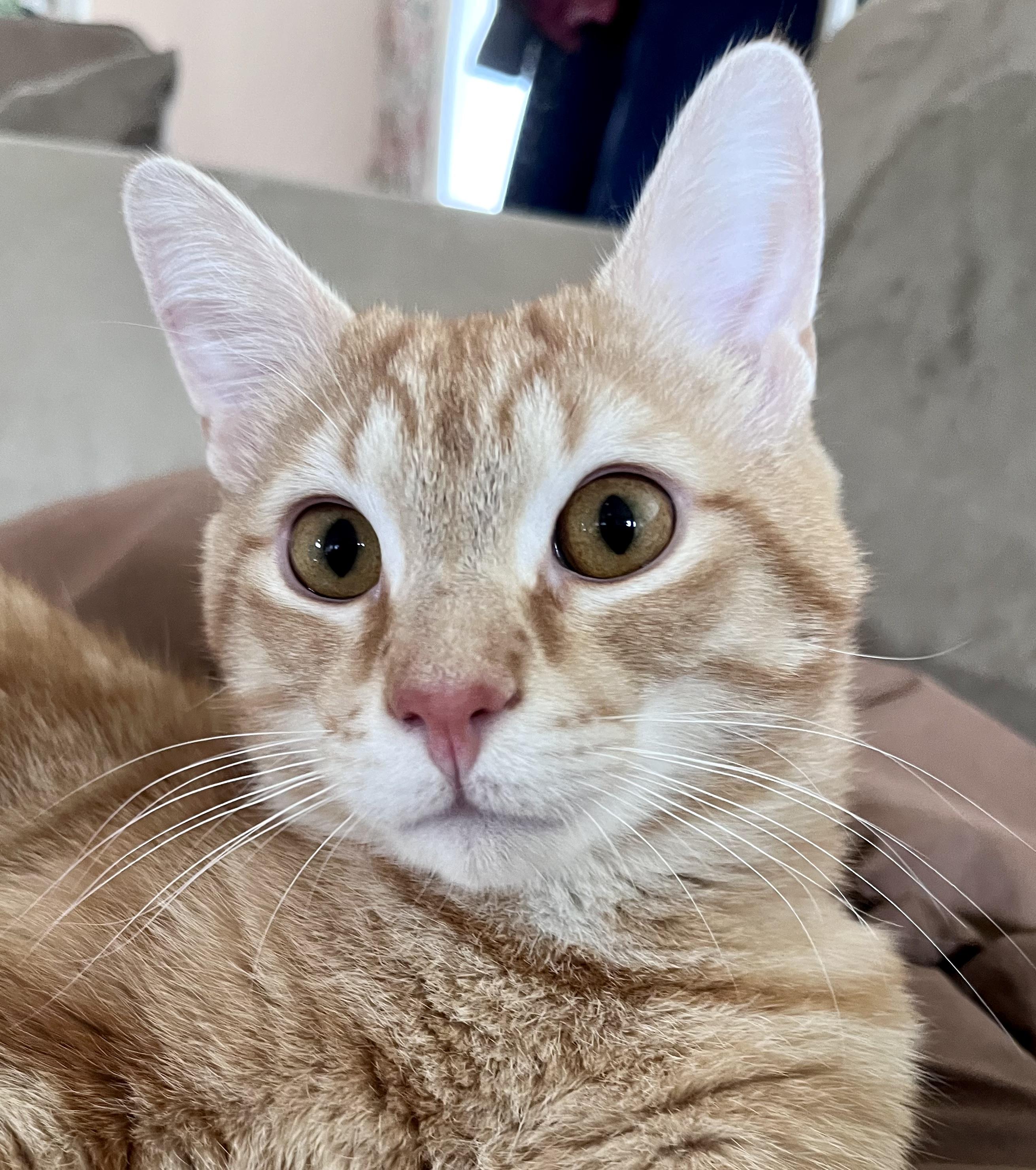 BINGO, an adopted Tabby in Independence, OH image 2/5