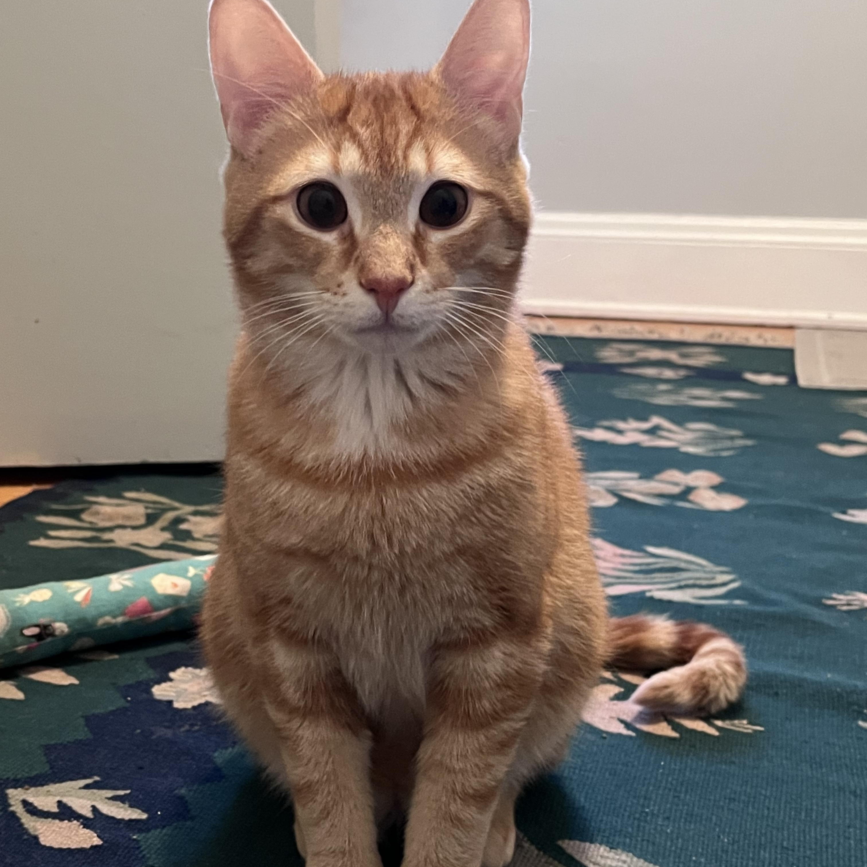 BINGO, an adopted Tabby in Independence, OH image 3/5