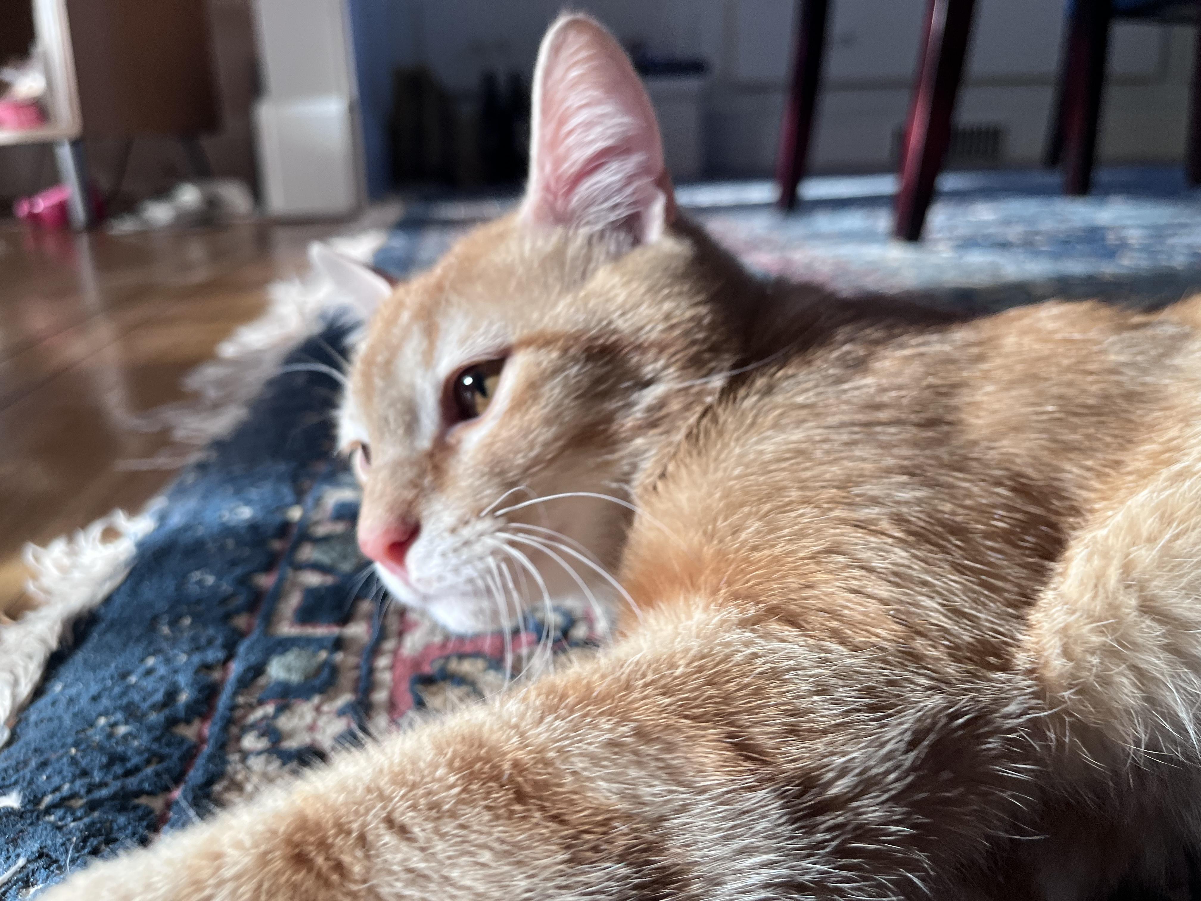 BINGO, an adopted Tabby in Independence, OH image 1/5