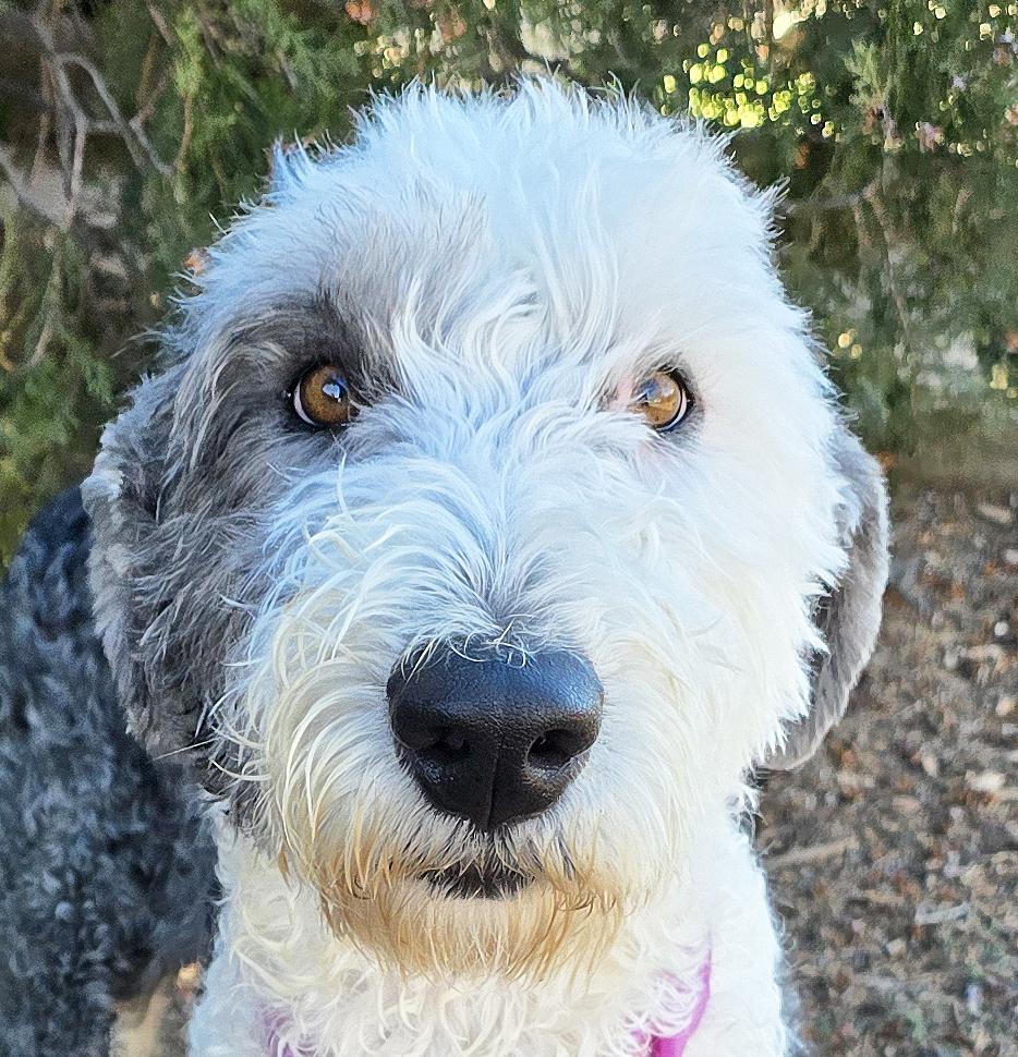 Enlarge Jazzy Ms Jessi ~ Exquisite OES !, an adopted Old English Sheepdog in Albuquerque, NM image 4/5