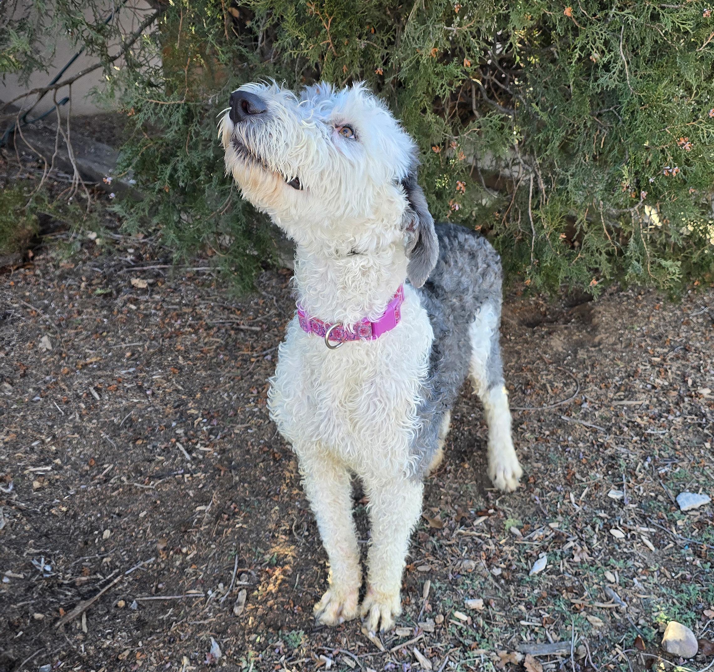 Jazzy Ms Jessi ~ thumbnail 4