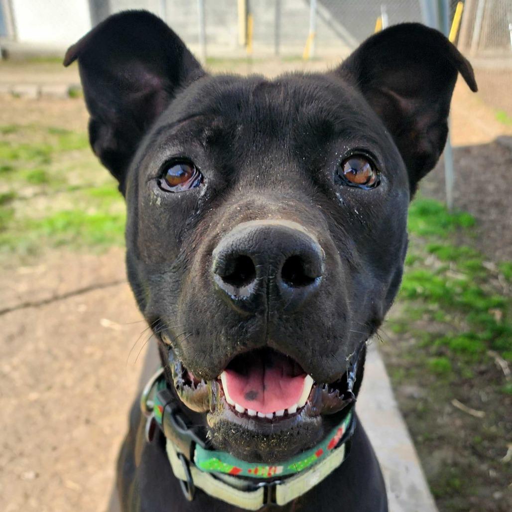 Enlarge Frank, a Adoptable mixed breed in Medford, OR image 1/5