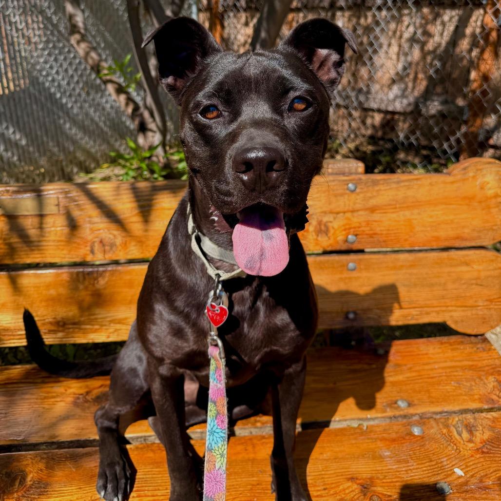 Enlarge Frank, a Adoptable mixed breed in Medford, OR image 3/6