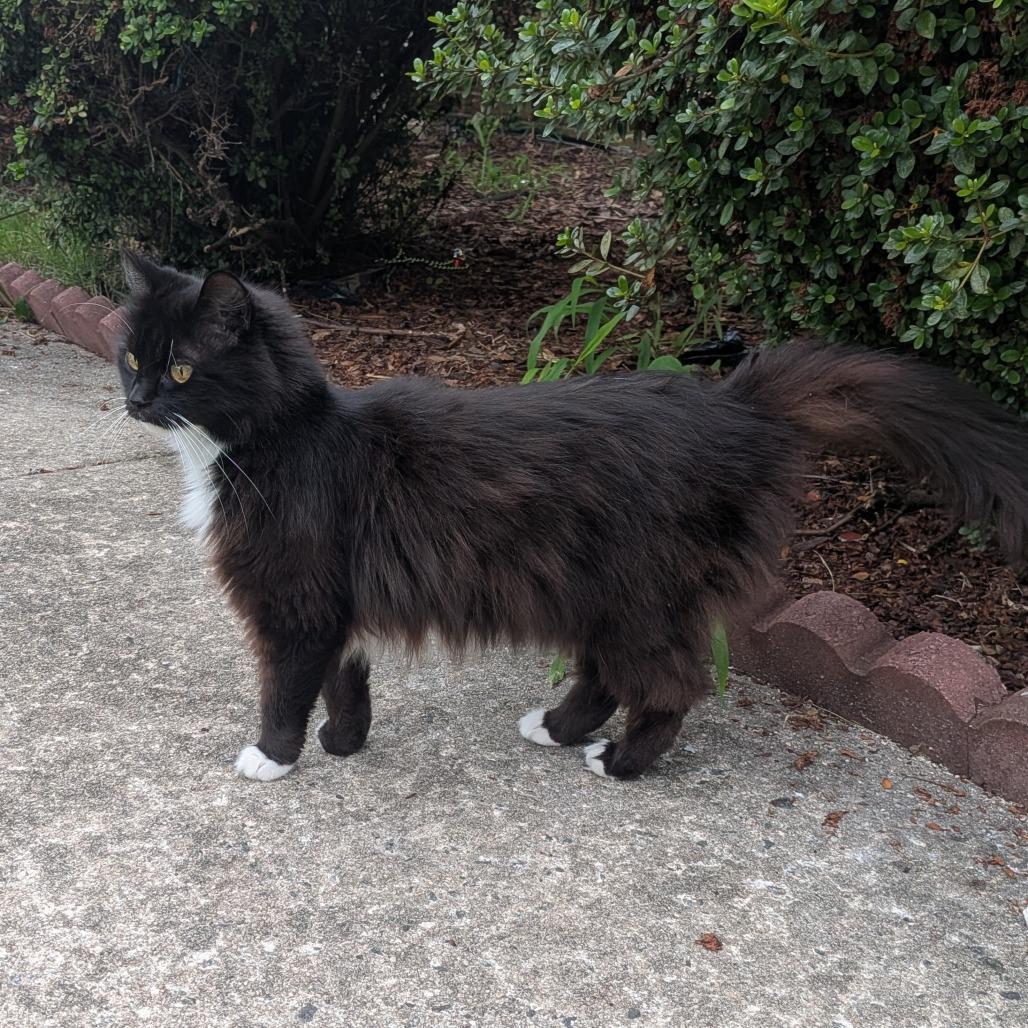 Bubbles, Adoptable, Adult Female Domestic Long Hair.