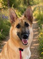 Wanda, Adoptable, Young Female Belgian Shepherd / Malinois & German Shepherd Dog.