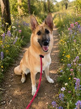 Enlarge Wanda, a Adoptable mixed breed in Fremont, CA image 2/2