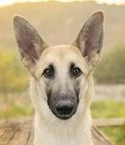 Wanda, a Adoptable mixed breed in Fremont, CA image 1/2