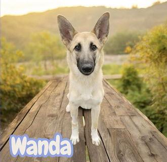 Wanda, a Adoptable mixed breed in Fremont, CA image 2/2