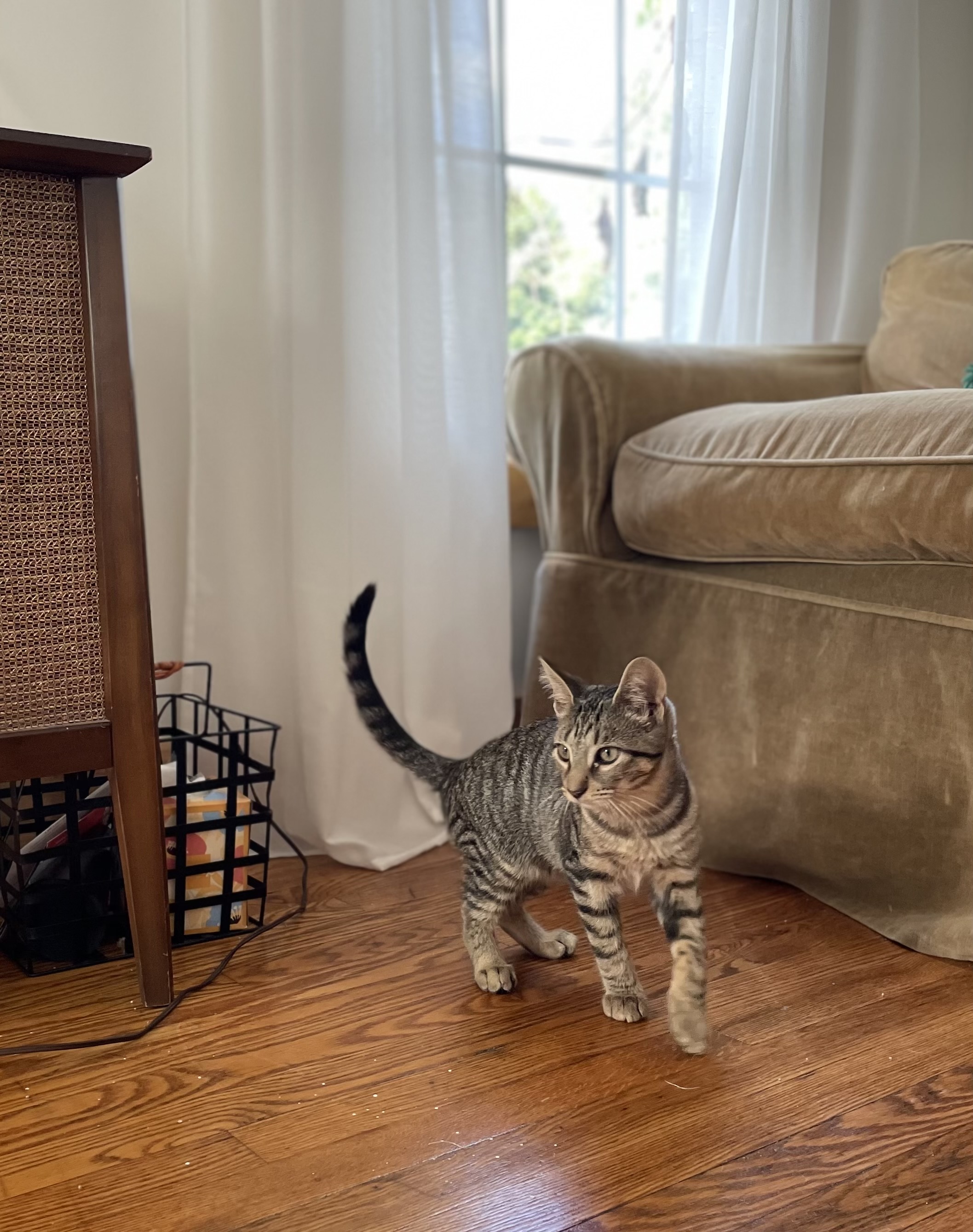 Cat for adoption Lonny, a Domestic Short Hair in Grand Rapids, MI