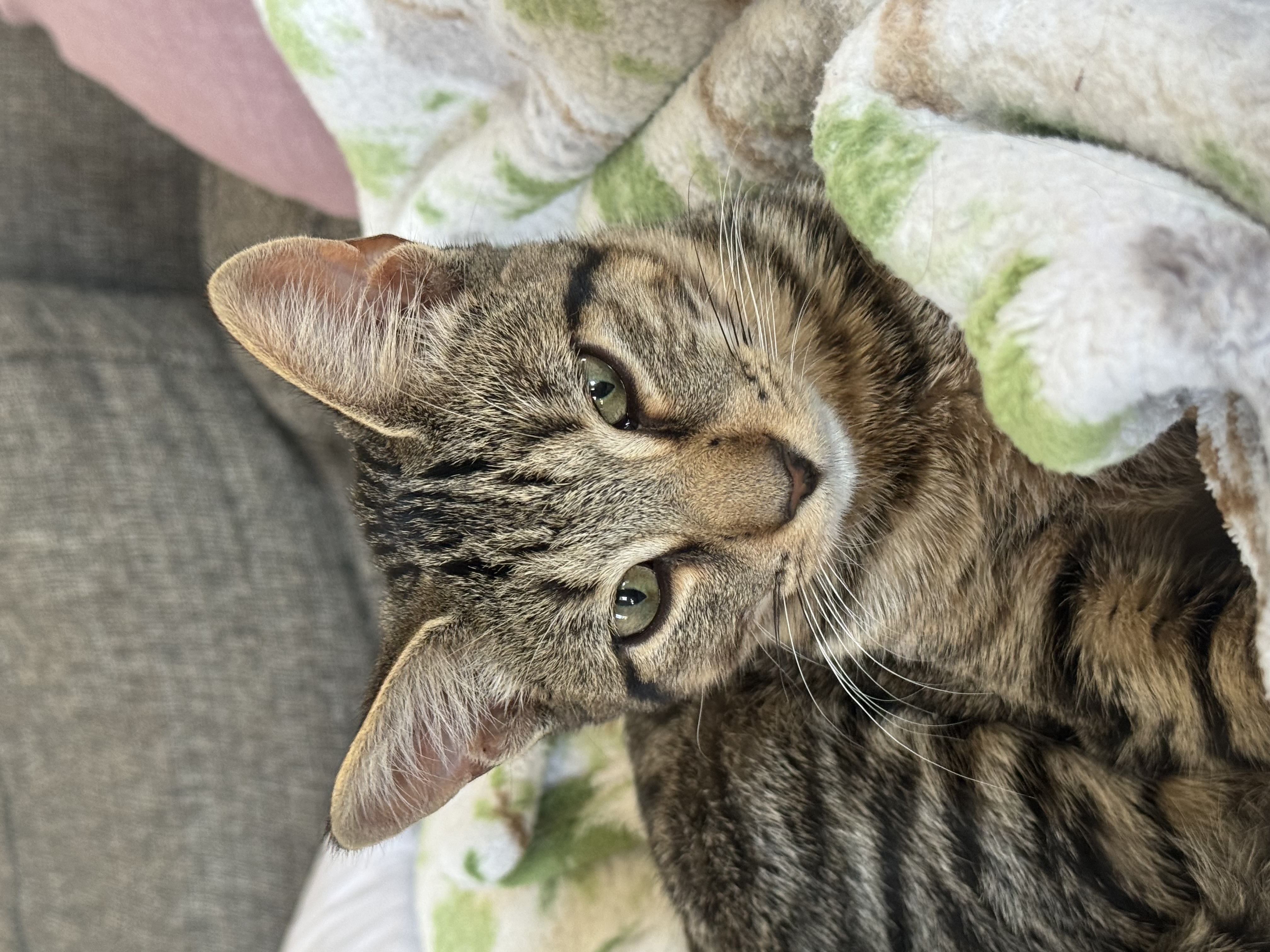 Cat for adoption Lonny, a Domestic Short Hair in Grand Rapids, MI