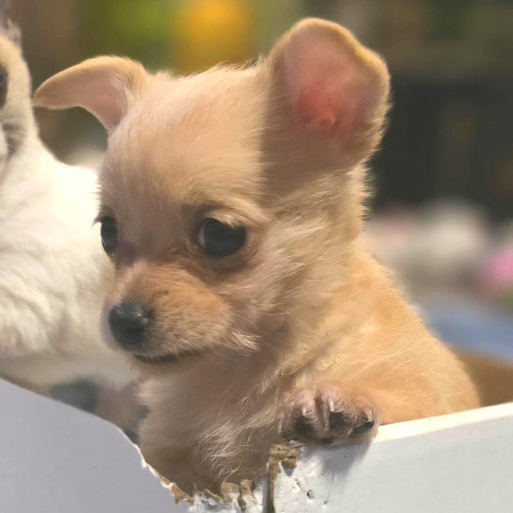 Windy, Adoptable, Puppy Female Chihuahua.