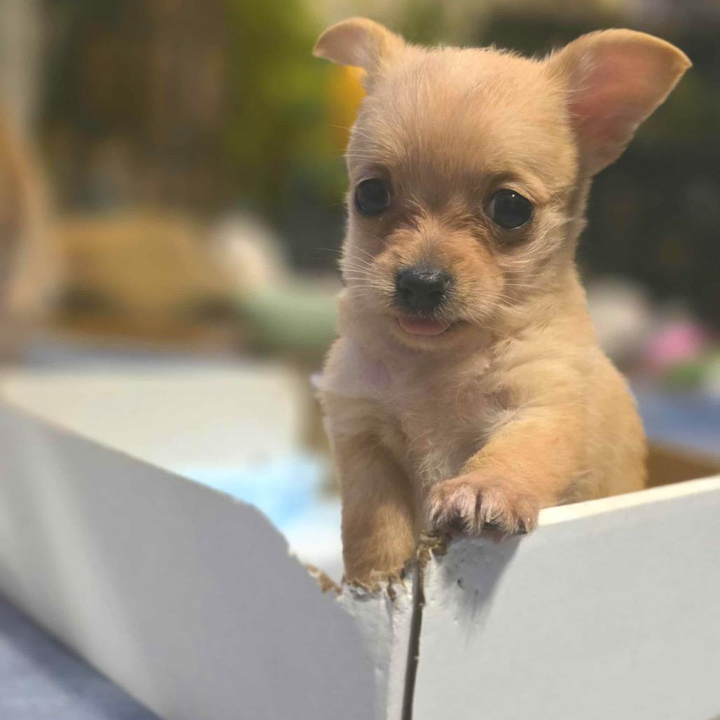 Enlarge Windy, a Adoptable Chihuahua in West Richland, WA image 2/6