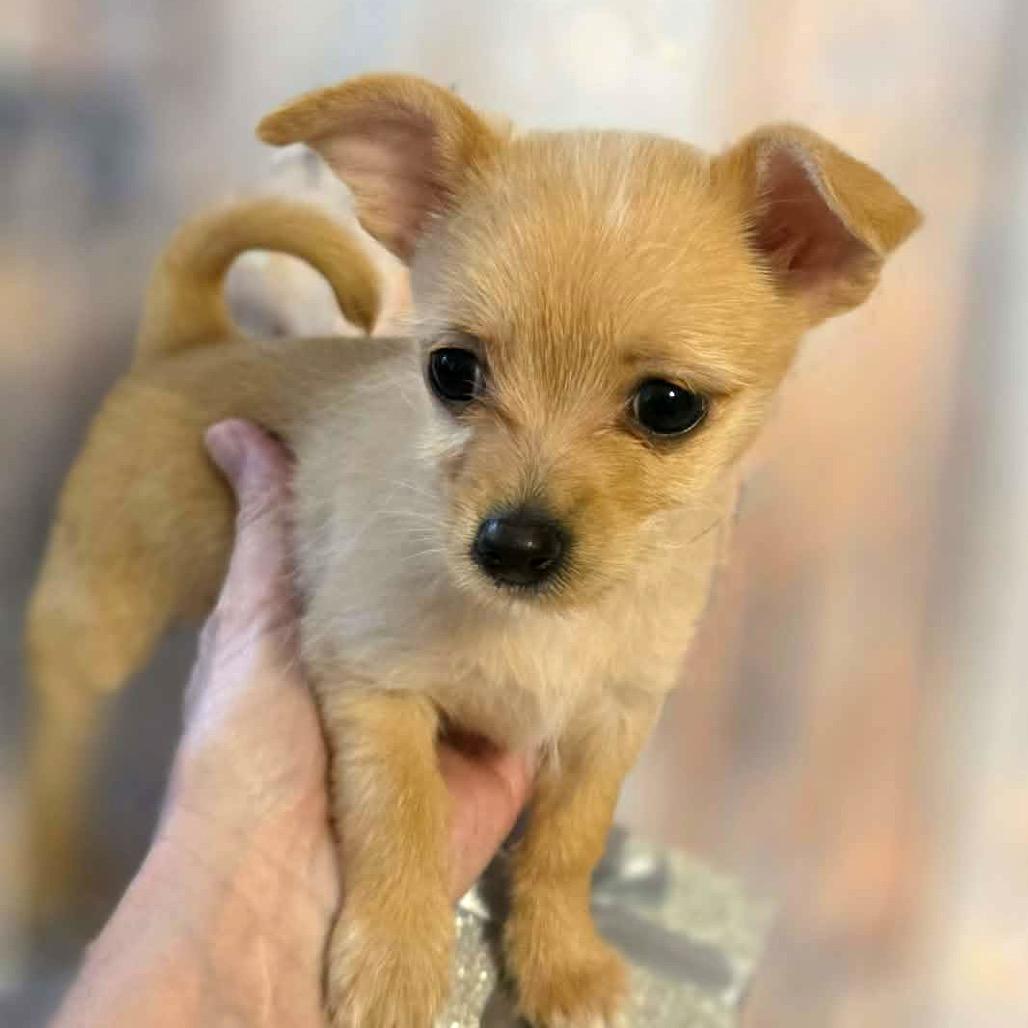 Enlarge Windy, a Adoptable Chihuahua in West Richland, WA image 3/6