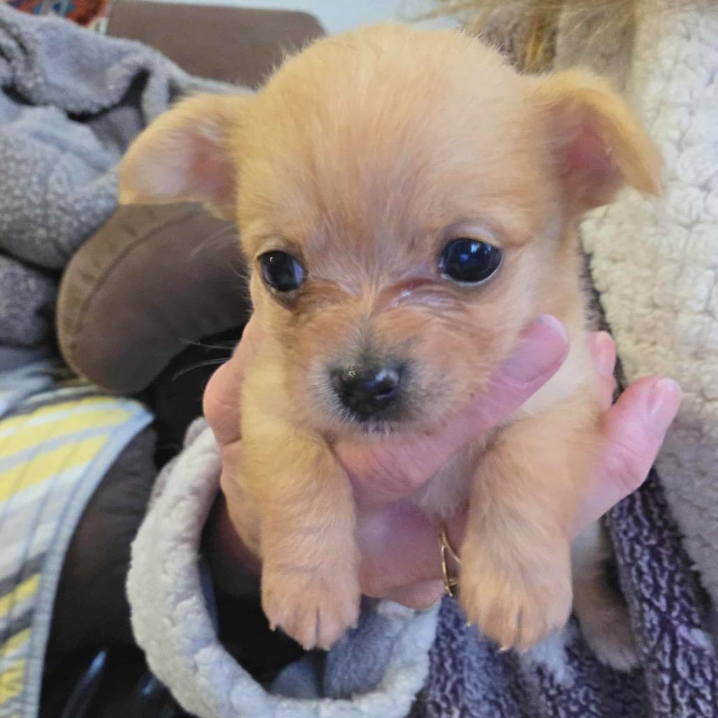 Enlarge Windy, a Adoptable Chihuahua in West Richland, WA image 4/6