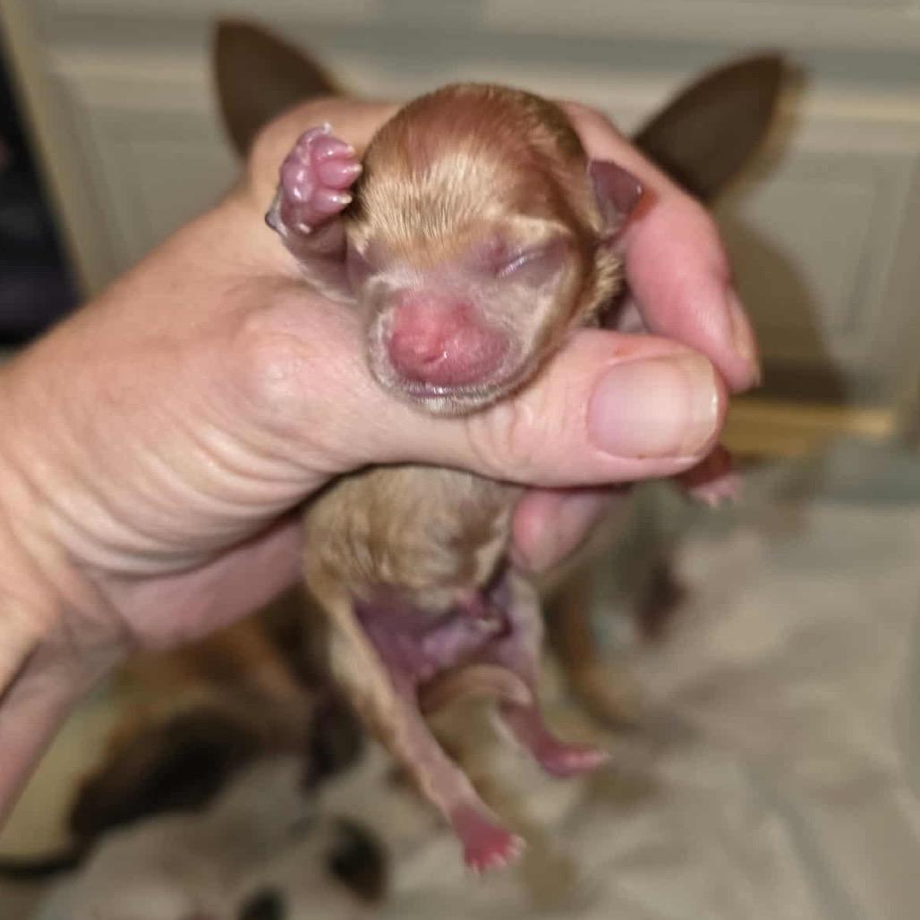 Enlarge Windy, a Adoptable Chihuahua in West Richland, WA image 5/6