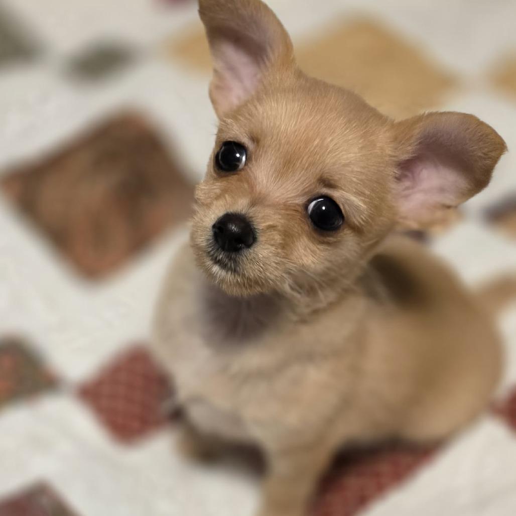 Enlarge Windy, a Adoptable Chihuahua in West Richland, WA image 6/6