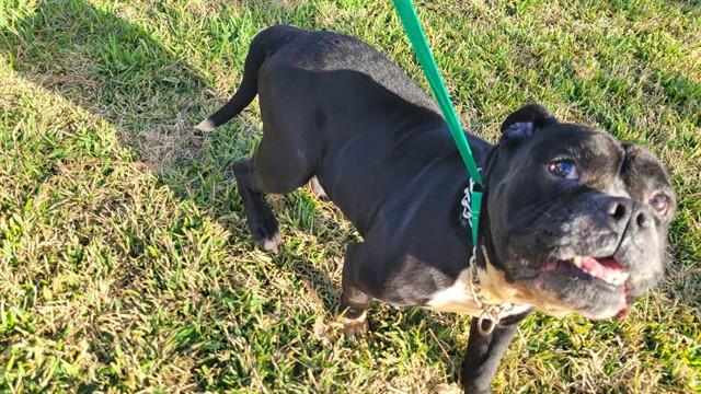 FAT BOI, Adoptable, Adult Male American Bulldog.